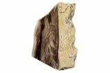 Polished, Petrified Wood (Metasequoia) Stand Up - Oregon #193615-1